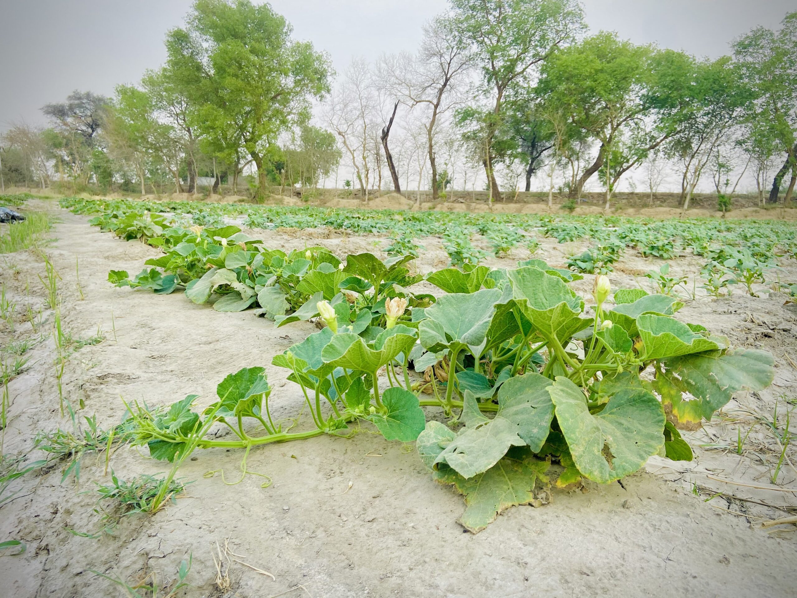 Fresh farm vegetables