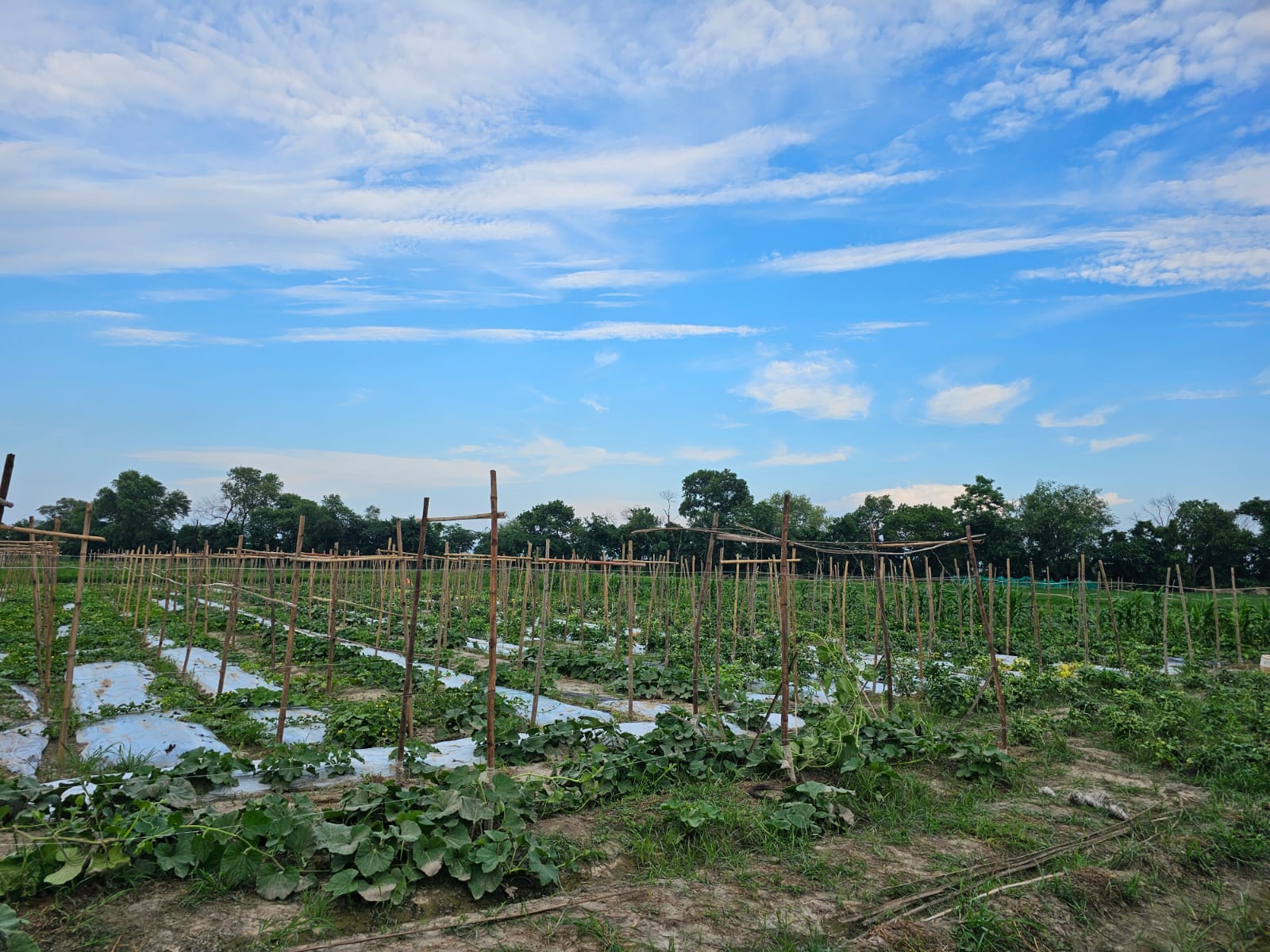 Kaur's Farm delivery produce